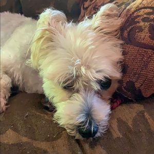 Meet your Posher, Pam